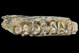 Oreodont Jaw Section With Teeth - South Dakota #81944-3